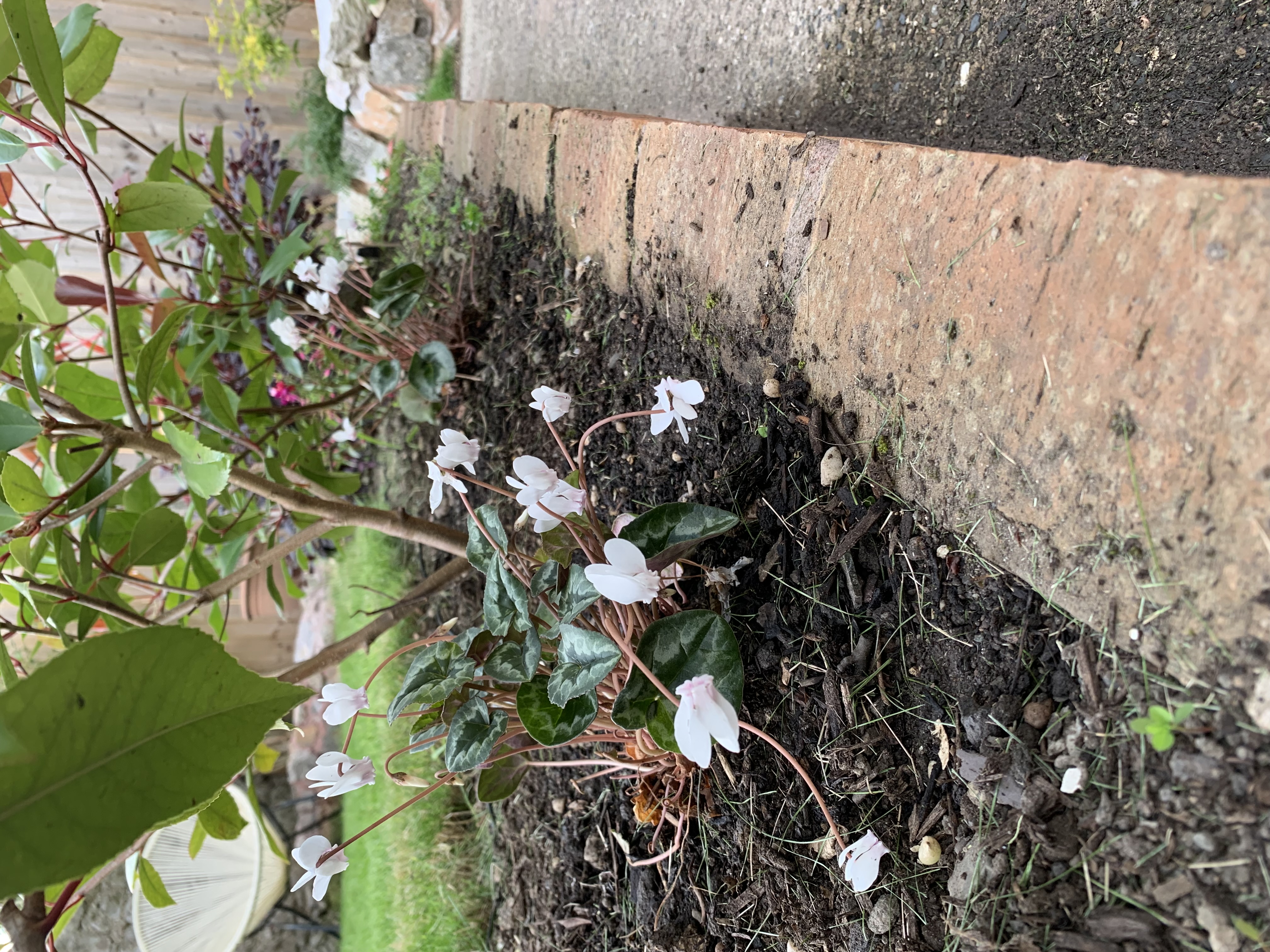 IMG_7386.jpeg