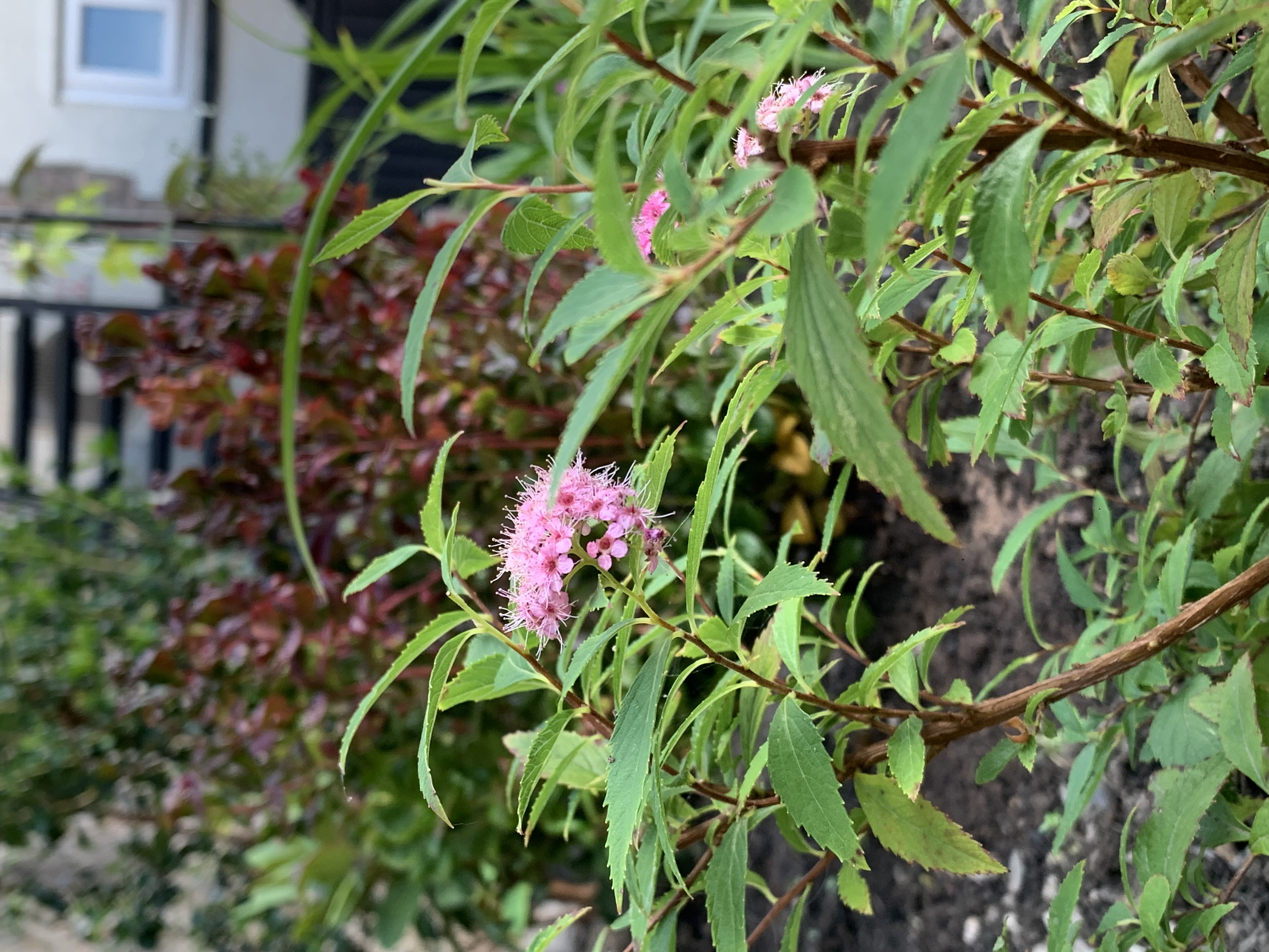 IMG_7393.jpeg