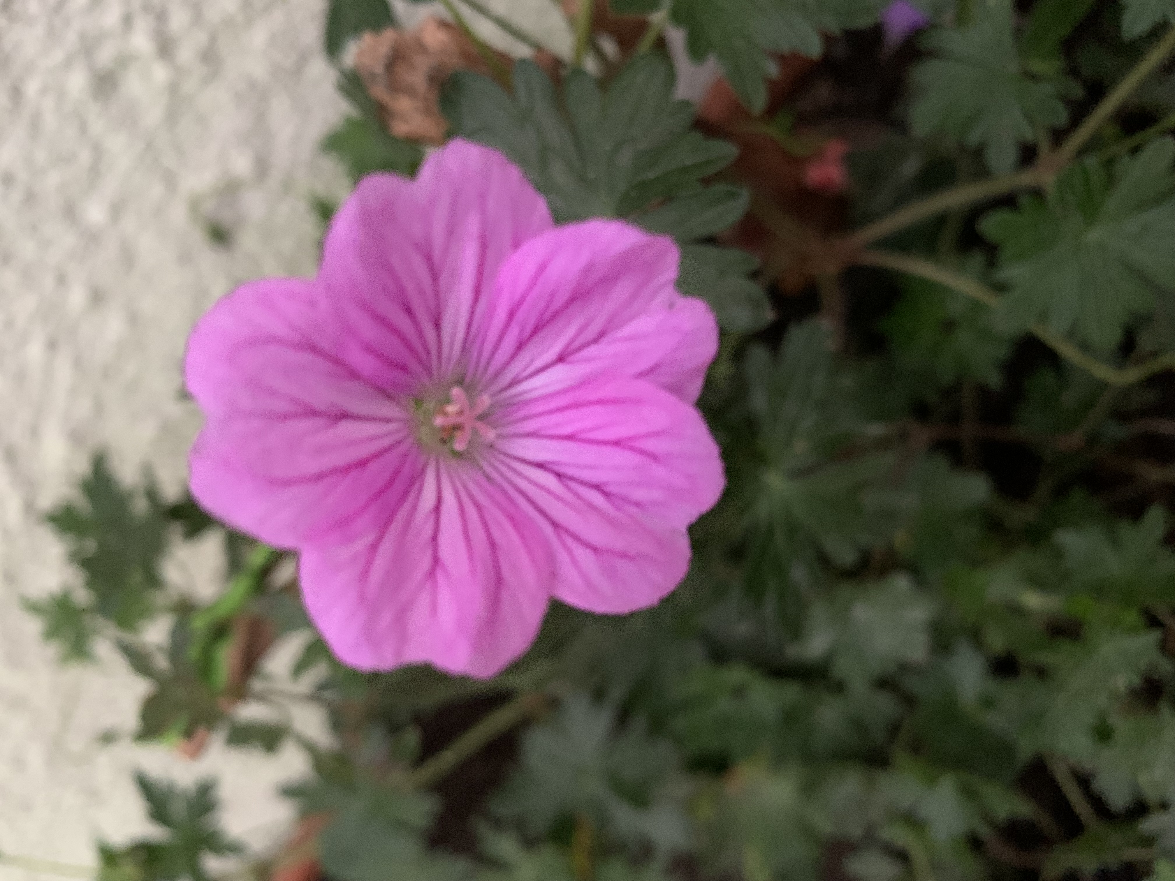 IMG_7469.jpeg