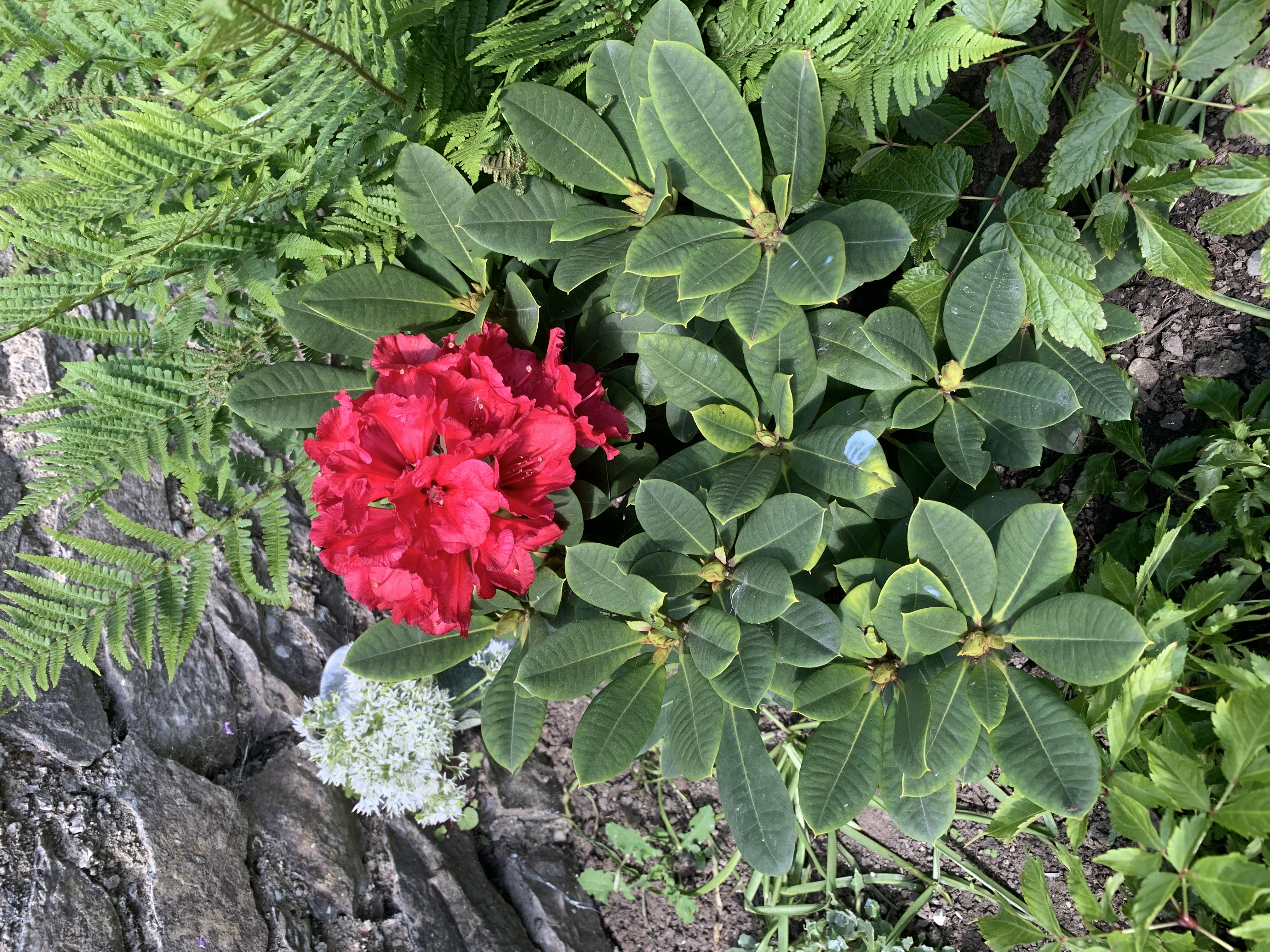 IMG_7683.jpeg